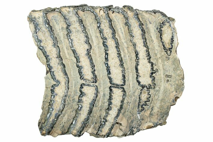 Polished Mammoth Molar Slice - South Carolina #335379